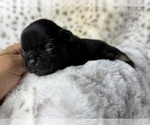 Small French Bulldog