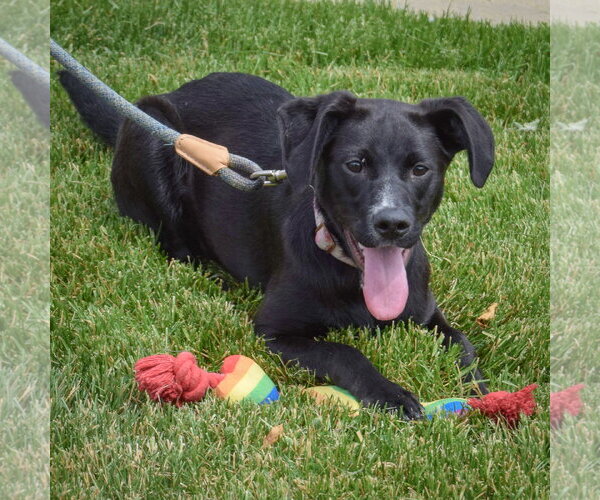 Medium Photo #11 German Shepherd Dog-Unknown Mix Puppy For Sale in Huntley, IL, USA