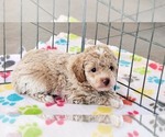 Small #10 Cock-A-Poo-Poodle (Miniature) Mix