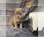 Small #7 Chihuahua