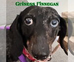 Small #4 Dachshund
