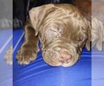 Small Photo #4 American Pit Bull Terrier Puppy For Sale in NEW CASTLE, DE, USA