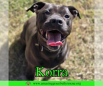 Small #3 American Pit Bull Terrier Mix