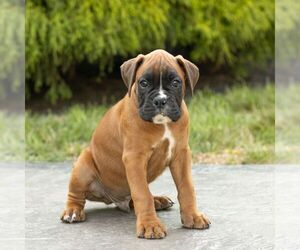 Boxer Puppy for sale in HONEY BROOK, PA, USA