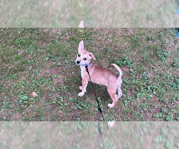 Medium Photo #3 Chihuahua-Spaniel Mix Puppy For Sale in Brewster, NY, USA