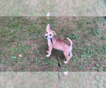 Small #2 Chihuahua-Spaniel Mix