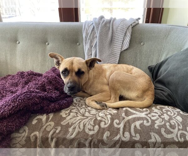 Medium Photo #9 Boxer-Unknown Mix Puppy For Sale in St. Louis Park, MN, USA