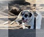 Small #2 Breeder Profile image