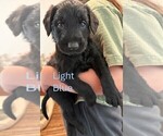 Small #6 Golden Retriever-Schnauzer (Giant) Mix