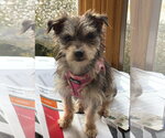 Small #4 Mutt