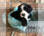 Small Photo #5 Bernedoodle Puppy For Sale in BRYANT, IA, USA