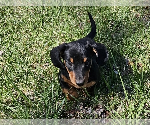 Medium Photo #3 Dachshund Puppy For Sale in CLARK, MO, USA