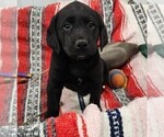 Small Photo #30 Labrador Retriever Puppy For Sale in MERIDEN, KS, USA