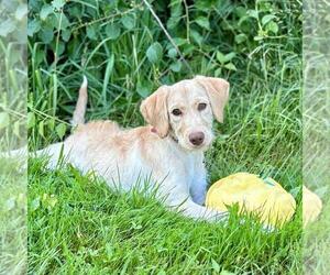 Retriever -Unknown Mix Dogs for adoption in Spring Lake, NJ, USA