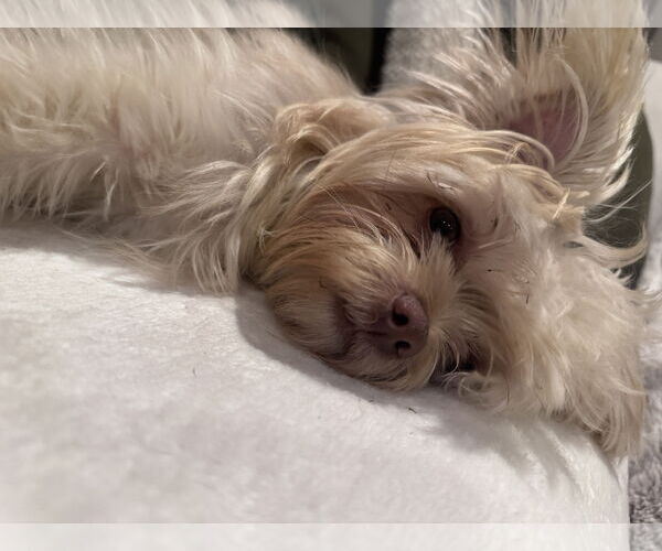 Medium Photo #3 Maltese-Unknown Mix Puppy For Sale in Tenafly, NJ, USA