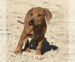 Small Photo #146 Rhodesian Ridgeback Puppy For Sale in MORONGO VALLEY, CA, USA