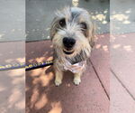 Small #3 Mutt