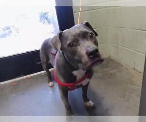 Mutt Dogs for adoption in Tulsa, OK, USA