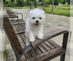 Small Photo #11 Maltese Puppy For Sale in HAYWARD, CA, USA