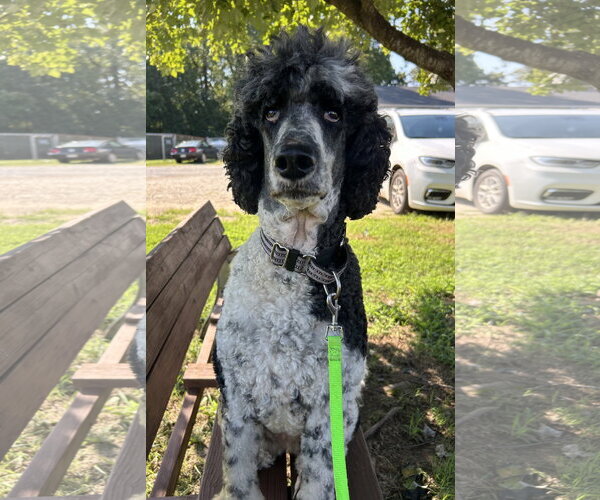 Medium Photo #4 Poodle (Standard) Puppy For Sale in Pacolet, SC, USA