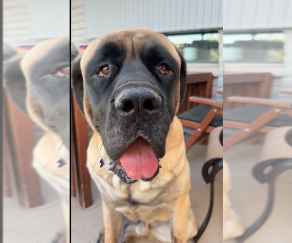 Medium Photo #1 Mutt Puppy For Sale in Goodyear, AZ, USA