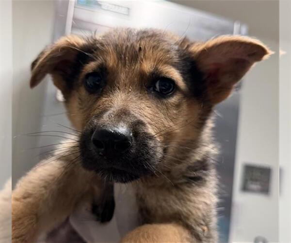 Medium Photo #1 German Shepherd Dog Puppy For Sale in Bakersfield, CA, USA
