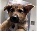 Small German Shepherd Dog