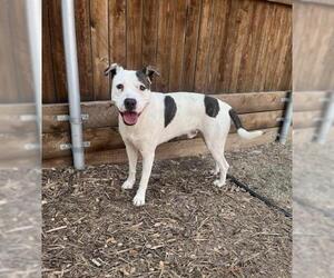 American Pit Bull Terrier-Unknown Mix Dogs for adoption in Plano, TX, USA