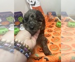 Puppy Castiel F2 Aussiedoodle