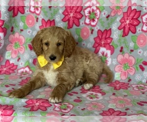Goldendoodle Puppy for sale in LANCASTER, PA, USA