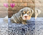 Small #2 English Bulldog