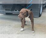 Small American Pit Bull Terrier