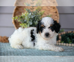 Puppy Twinkle Poodle (Miniature)