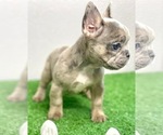 Small Photo #27 French Bulldog Puppy For Sale in MOBILE, AL, USA