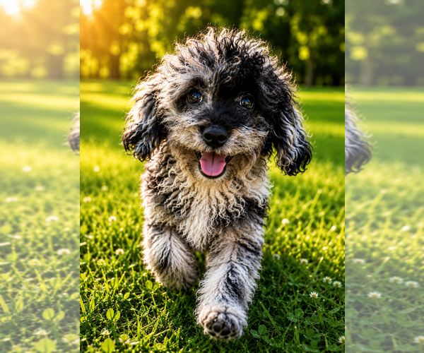 Medium Photo #55 Cavapoo (Miniature) Puppy For Sale in DURHAM, CT, USA