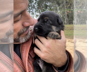 German Shepherd Dog Puppy for sale in ASTATULA, FL, USA