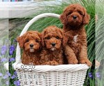 Small #1 Goldendoodle (Miniature)