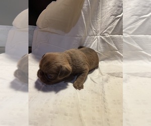 Brussels Griffon Puppy for sale in CHICAGO, IL, USA