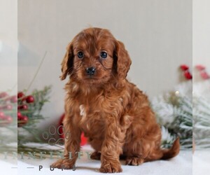 Cavapoo Puppy for sale in LITITZ, PA, USA