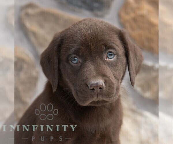 Medium Photo #1 Labrador Retriever Puppy For Sale in MIFFLINTOWN, PA, USA