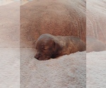 Puppy 4 Bullypit-Vizsla Mix