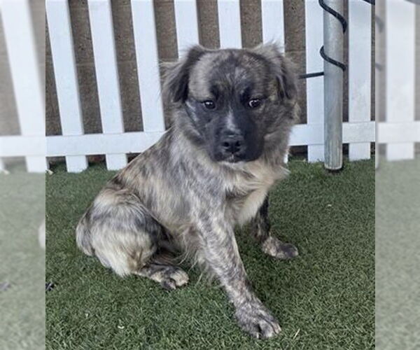 Medium Photo #1 Mutt Puppy For Sale in Modesto, CA, USA