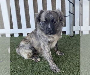 Mutt Dogs for adoption in Modesto, CA, USA