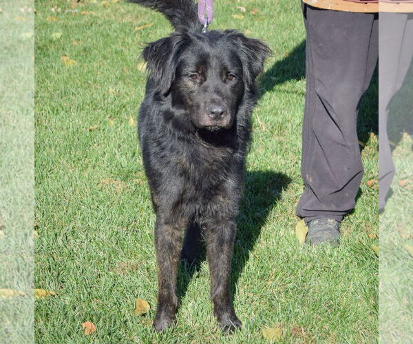 Medium Photo #3 Great Pyrenees-Unknown Mix Puppy For Sale in Huntley, IL, USA