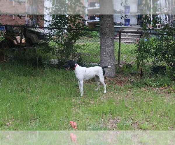 Medium Photo #1 German Shorthaired Pointer Puppy For Sale in CONWAY, SC, USA
