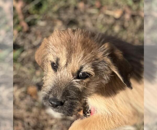 Medium Photo #1 Labrador Retriever-Unknown Mix Puppy For Sale in Yardley, PA, USA
