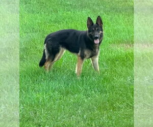 German Shepherd Dog Dogs for adoption in Montello, WI, USA