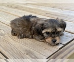 Small #4 Yorkshire Terrier