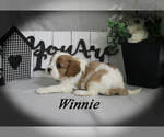 Small #11 Cavalier King Charles Spaniel