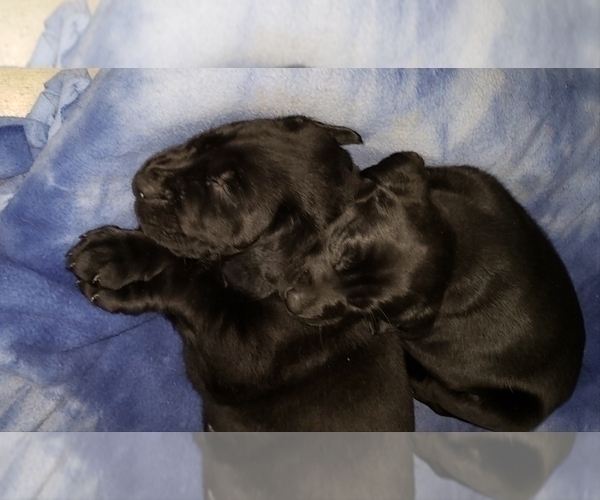 Medium Photo #15 Labrador Retriever Puppy For Sale in WOODLAND, WA, USA
